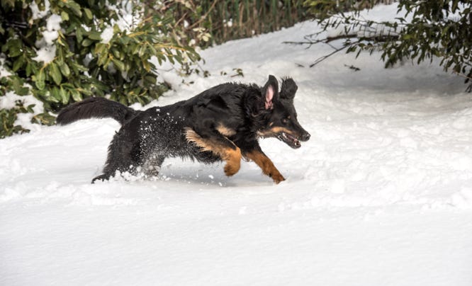 pensione per cani